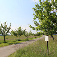 Weg durch Streuobstwiesen