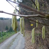 Katzelsdorf - Bad Erlach