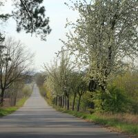 Woltersdorf - Baumallee am Thurauer Berg