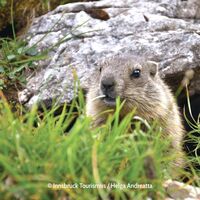 Alpenzoo in Innsbruck - Murmeltier