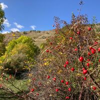 Rosa Canina Rollieres - Sauze di Cesana