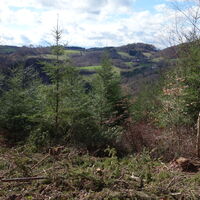 am Forstweg Richtung Buschandlwand