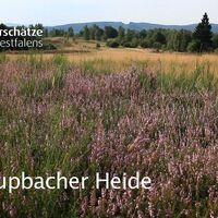 Trupbacher Heide - Naturschätze Südwestfalens