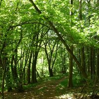 Pfadabschnitt durch den Wald