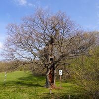 Schäfereiche (Naturdenkmal)