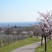 Maikammer zur Mandelblüte