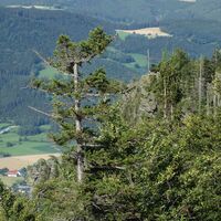 Am Großen Peilstein Ausblick