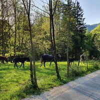 Radfahren entlang der Weiden