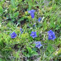 Alpenblumen