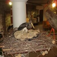 Vögel