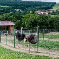 Straußenfarm in Außer-Ay