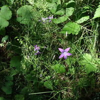 Flora