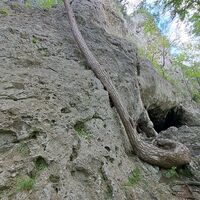 Arnsteinhöhle