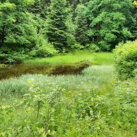 Teich bei Ilsequelle