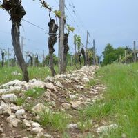 Weinreben der Familie Wellanschitz