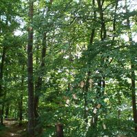 Wunschbaum am Kathreinkogel