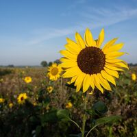 Sonnenblumen bei Lüdersburg