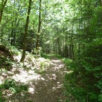 Pfad durch den Wald