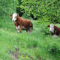 Kühe wandern mit