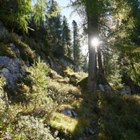 ganz selten sind rote Punktmarkierungen - teils ist der Steig deutlich, doch viele Wildspuren können in die falsche Richtung leiten