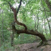 Persönlichkeiten im Wald