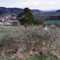 blühende Sträucher, Schönberg