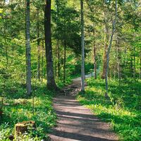 Der Waldweg nach Radovljica
