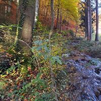 Brücke über den Rauschbach, Naturpark Pöllauer Tal in der Oststeiermark