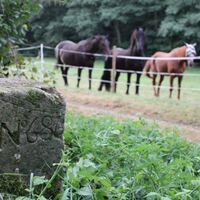 Grenzstein im Holzbachtal