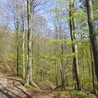 Plesse Forst Wander-/ Fahrradweg