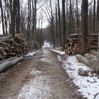 Am Weg Richtung Windischhütte