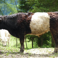 Das hübsche Ildefonso-Rind am Rückweg nach Unterscheffau.