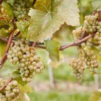Weinreben