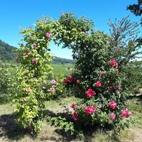 Ein Herz für Deidesheim
