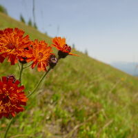 das Orangerote Habichtskraut