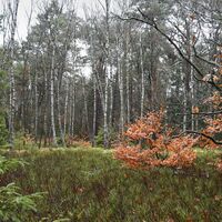 Am Kellerberg in der Göhrde