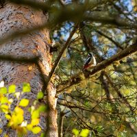 In der Nähe des Hovattalammi kannst du im Naturschutzgebiet Spechte beobachten