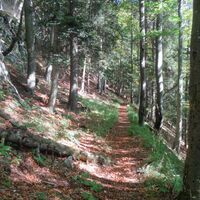 ...wieder hinab durch einen herrlichen Buchenwald