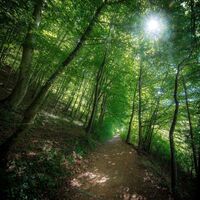 Auf den Spuren des Alpenbockkäfers (c) Pater Martin
