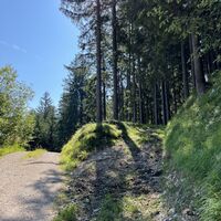 Nach kurzer mäßiger Steigung dann hier rechts auf Waldweg (alte rote Markierungen)