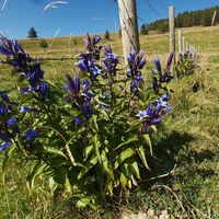 Schwalbenwurzenzian_Naturpark Almenland_Oststeiermark