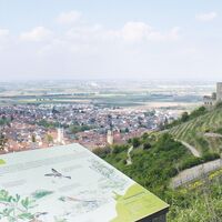 Tourismus Service Bergstrasse Burgensteig Strahlenburg Schautafel Zorro Brigitte Zimmermann Petrullat