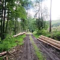 Abfahrt im Wirtschaftswald zwischen den Bergketten des Teutoburger Waldes