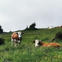 Leobner Mauer, Kühe