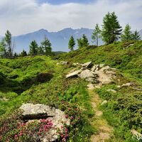 Blumenübersäte Wiesen und herrliche Stille...