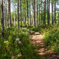 Waldweg