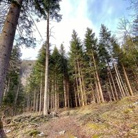 Waldweg Abstieg vom Klettersteig Schnepfau