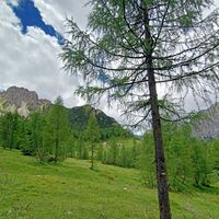 Valbinon-Hütte zwischen den Lärchen