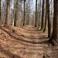 Waldweg zwischen Trösel und Oberabtsteinach