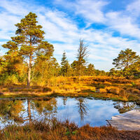 Kleiner Moorteich  mit Steg im Tister Bauernmoor